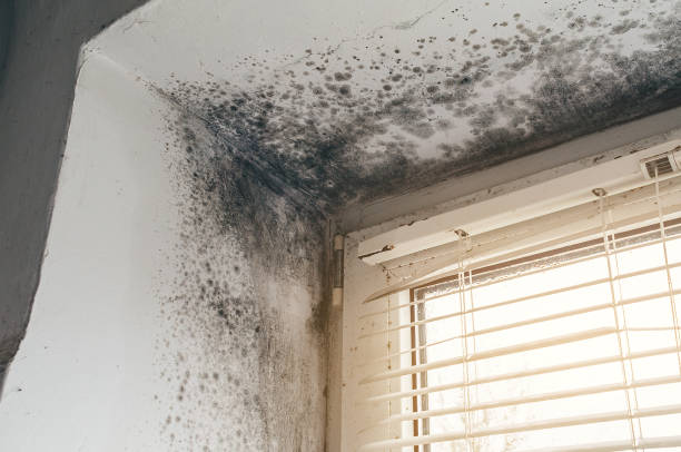 Affordable Mold Inspection And Testing solutions in Cedarville, MI