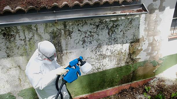 Top rated local Mold Inspection And Testing specialists in Cedarville, MI